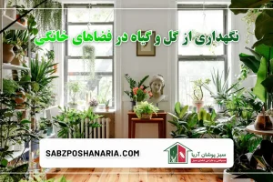 نگهداری از گل و گیاه در فضاهای خانگی