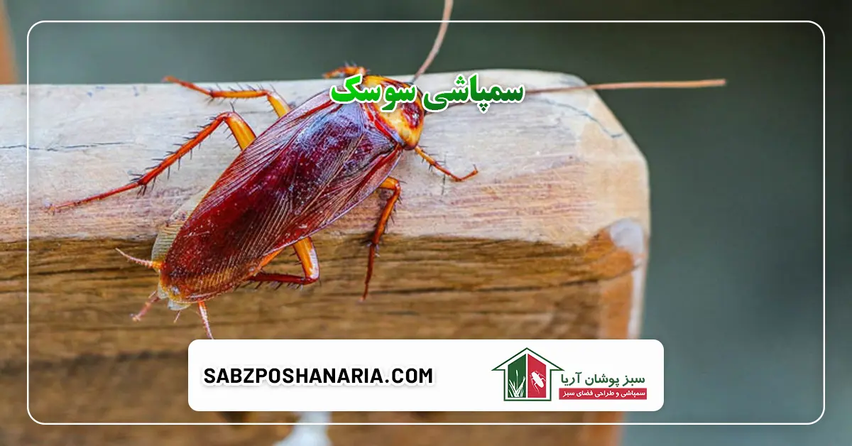 سمپاشی سوسک