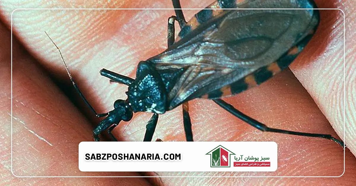 مزایای استفاده از روش های خانگی در مقایسه با سموم شیمیایی