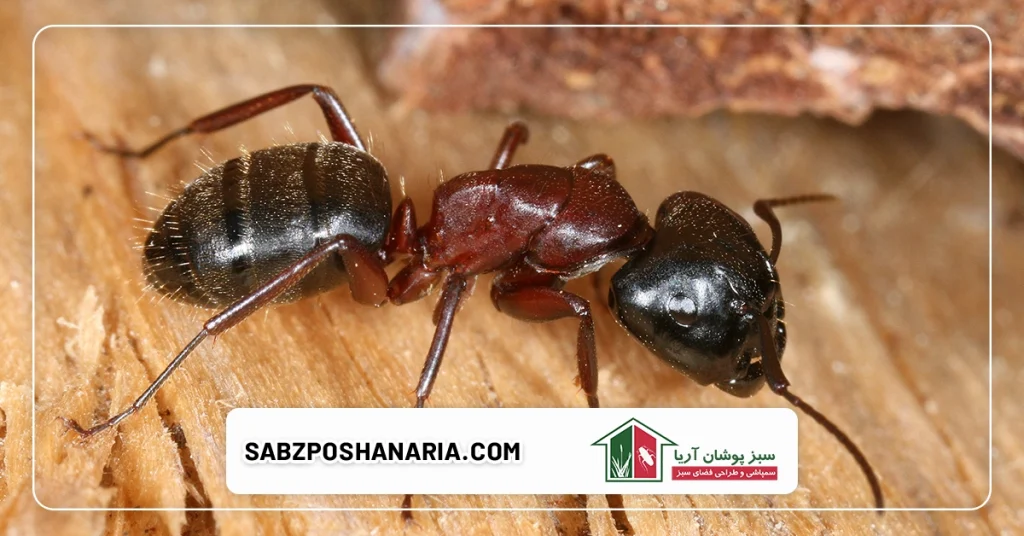 پیشگیری از مورچه ها