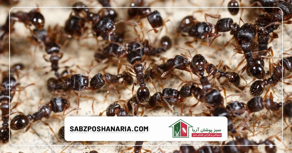 روش های خانگی جلوگیری از مورچه