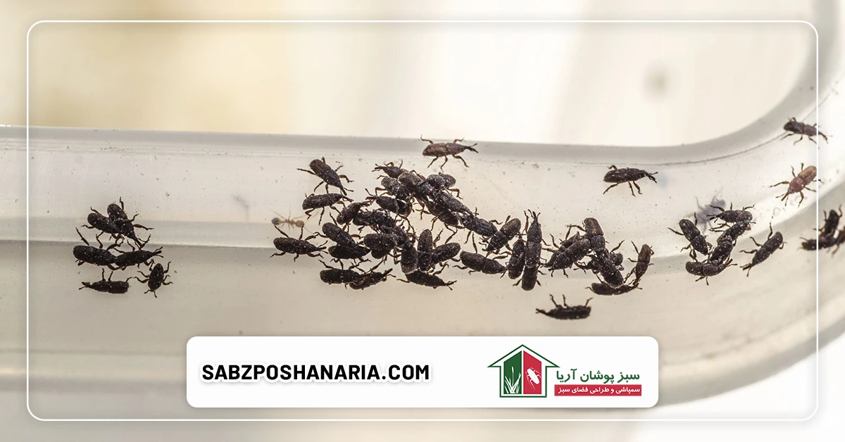 روش های طبیعی برای سمپاشی حشرات خانگی