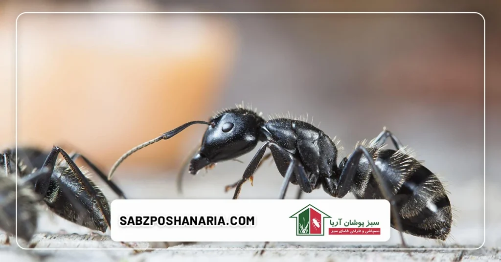 انواع گیاهانی که باعث دفع حشرات میشوند