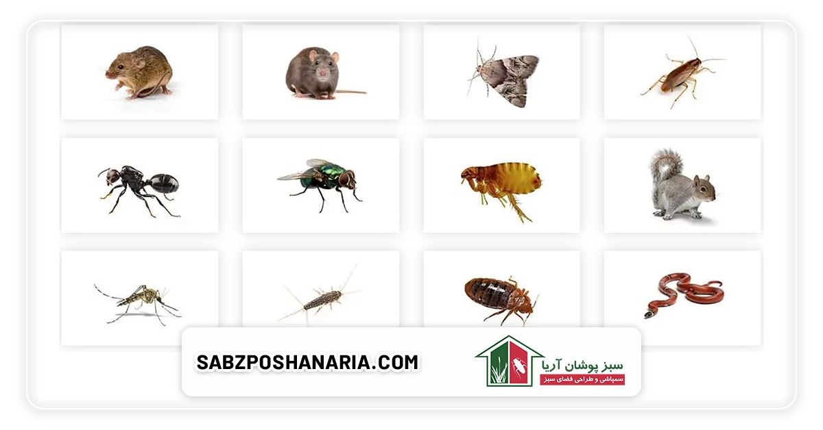 شایعترین حشرات خانگی و خطرات آنها