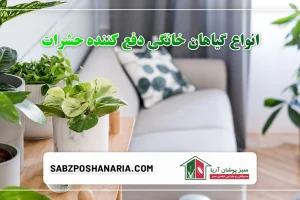 انواع گیاهان دفع کننده حشرات
