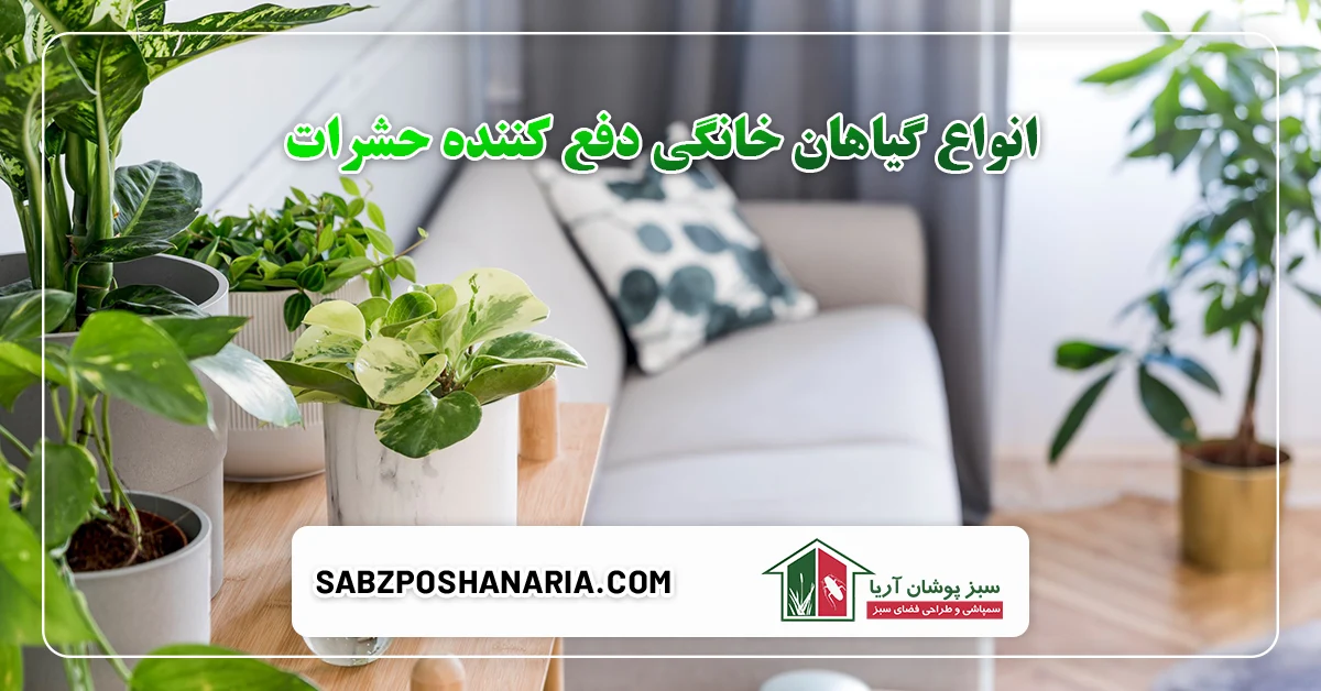 انواع گیاهان دفع کننده حشرات