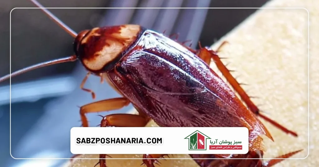 انواع روش های دفع حشرات