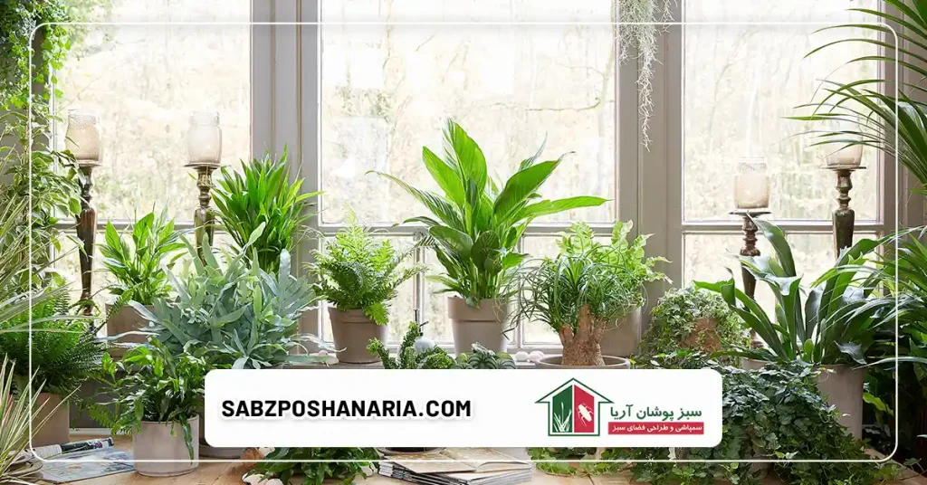 کاربرد گیاهان در دفع حشرات