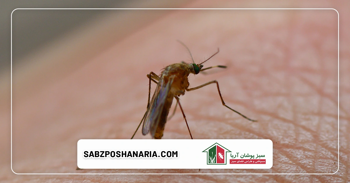 استفاده از گیاهان معطر برای دفع حشرات