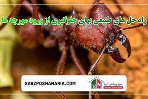 راه های جلوگیری مورچه به صورت عملی