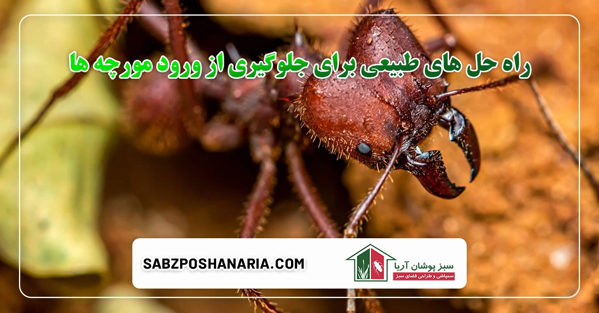 راه های جلوگیری مورچه به صورت عملی