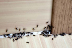 جلوگیری از ورود مورچه ها