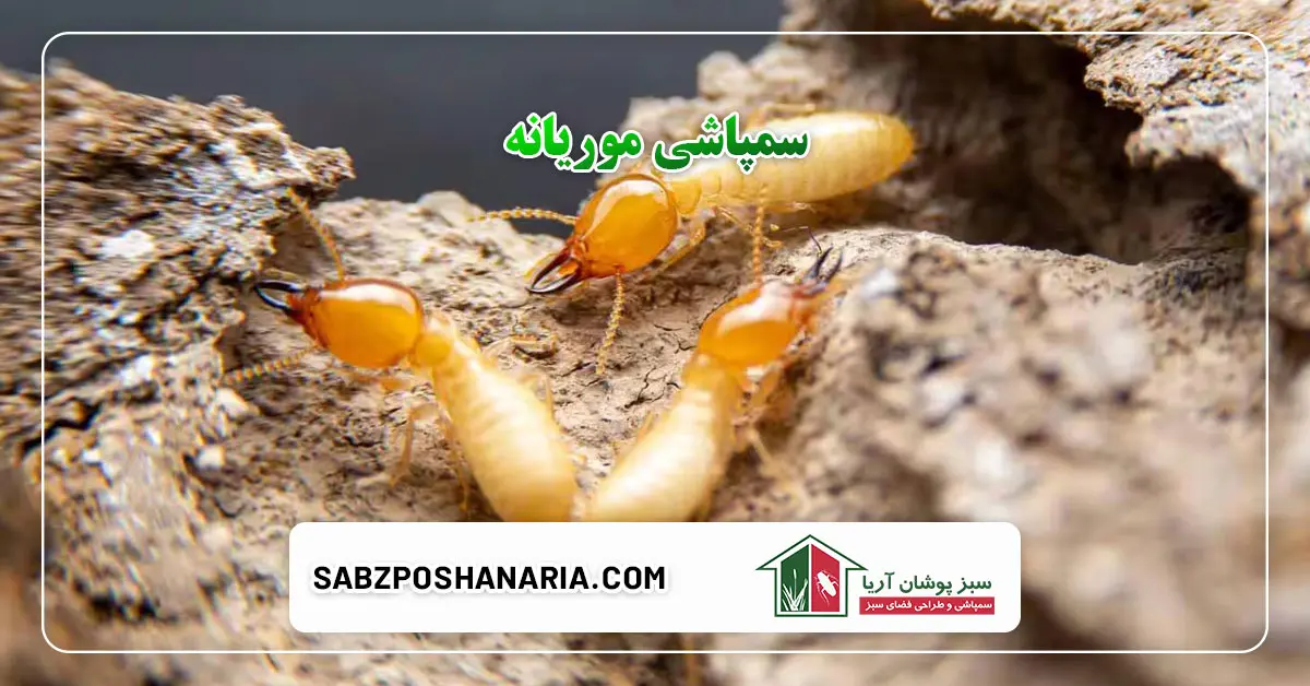 سمپاشی موریانه