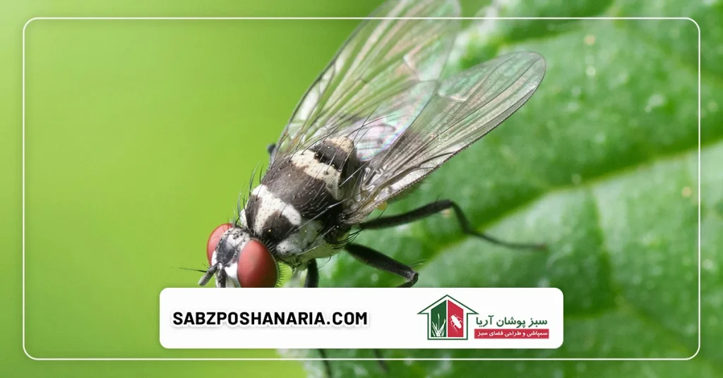 اثرات نیش و گزش حشرات بر بدن انسان