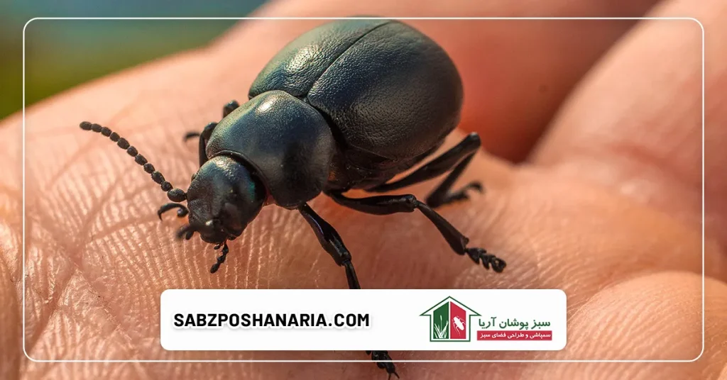 آلودگی مواد غذایی توسط حشرات