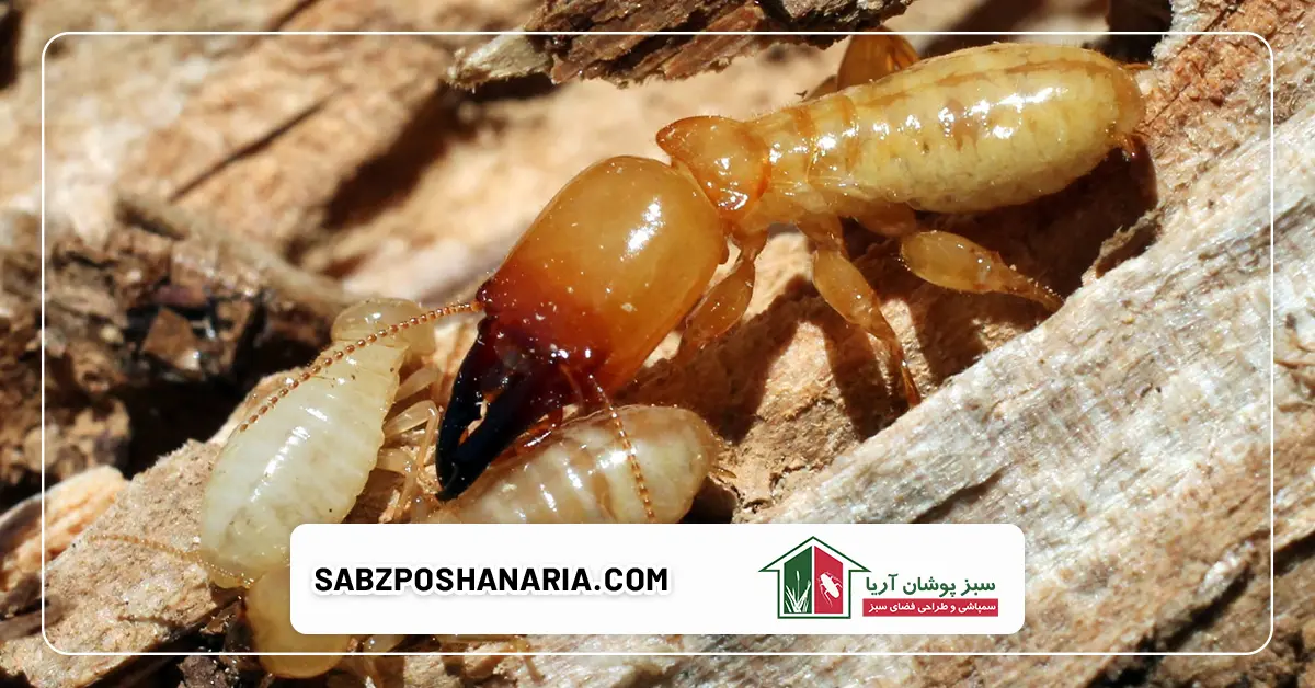 روش های خانگی و طبیعی برای دفع موریانه‌ها