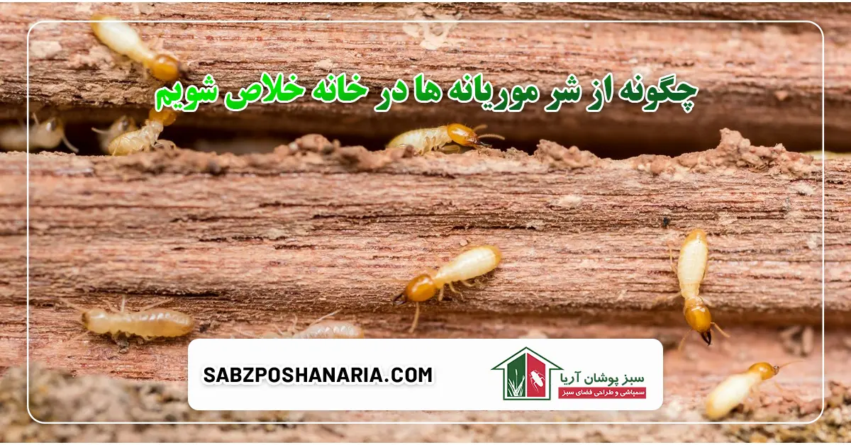 چگونه از شر موریانه ها خلاص شویم