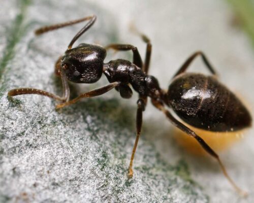 راه های نابود مورچه - سمپاشی مورچه