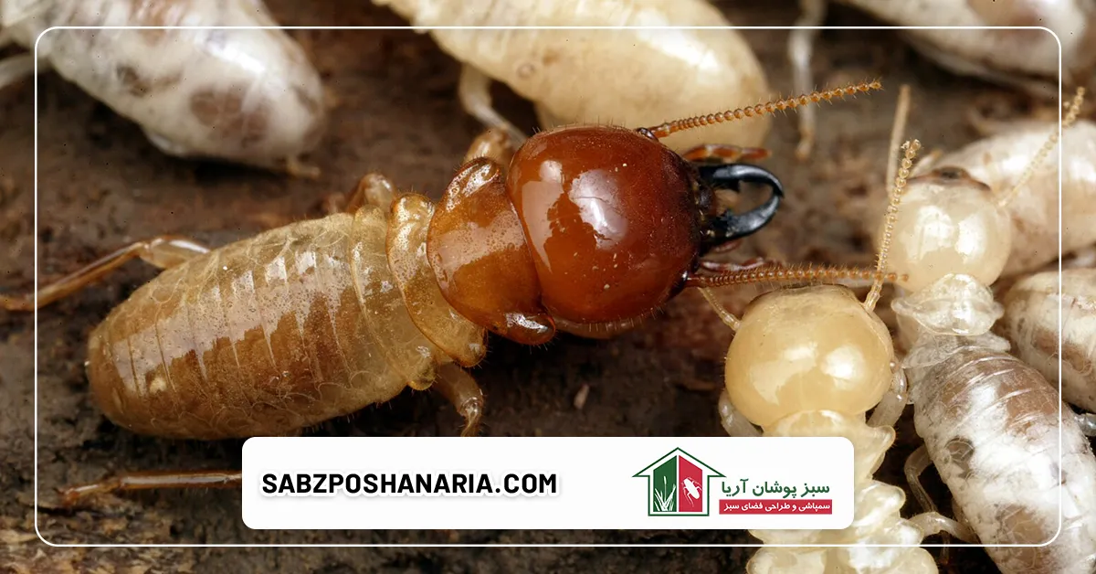 دلایل جذب موریانه‌ها و چگونه از شر موریانه ها خلاص شویم