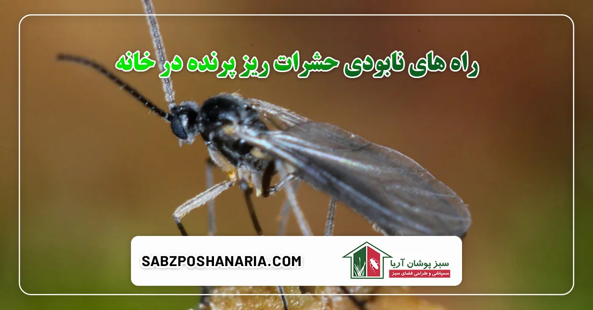 راه های نابودی حشرات ریز پرنده در خانه