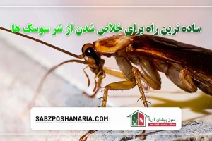 ساده ترین راه برای خلاص شدن از شر سوسک ها