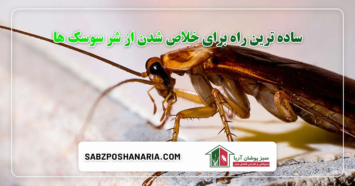 ساده ترین راه برای خلاص شدن از شر سوسک ها