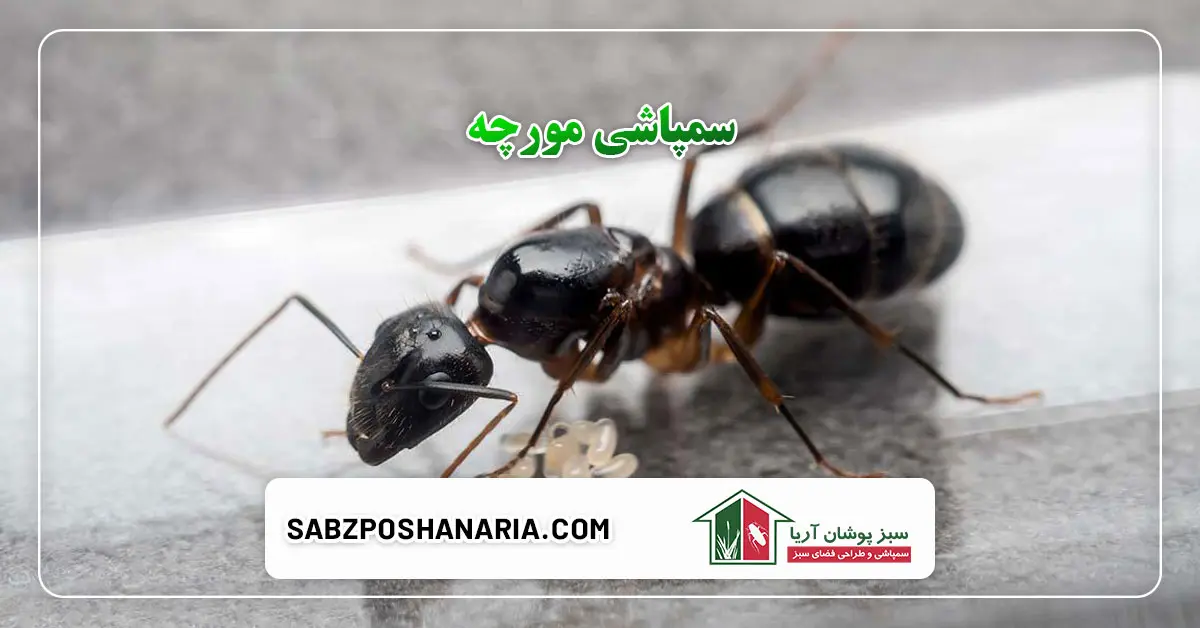 سمپاشی مورچه