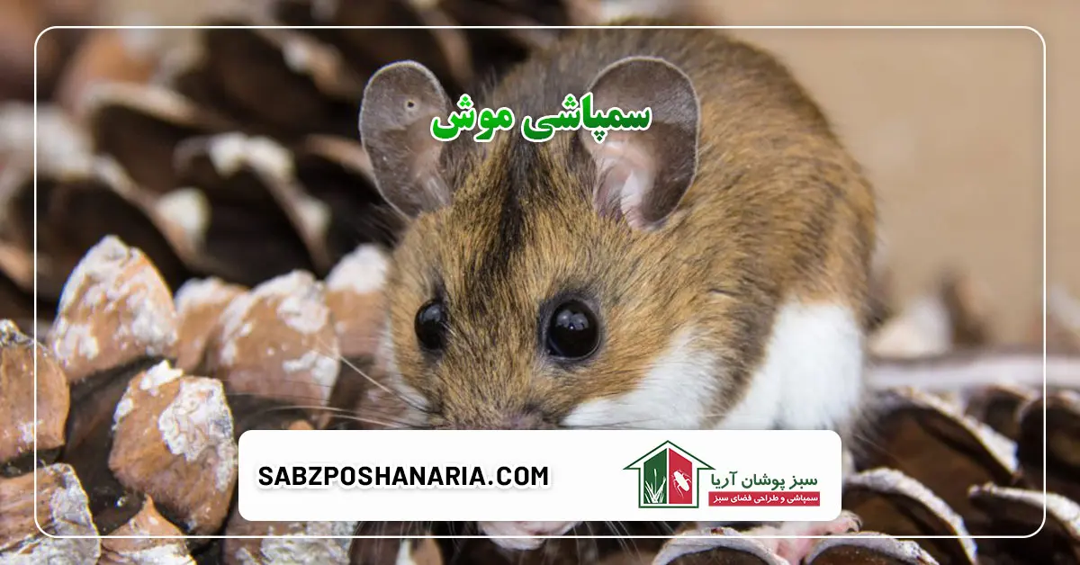 سمپاشی موش