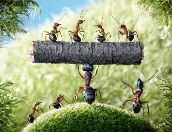 آیا مورچه های ناقل بیماری هستند