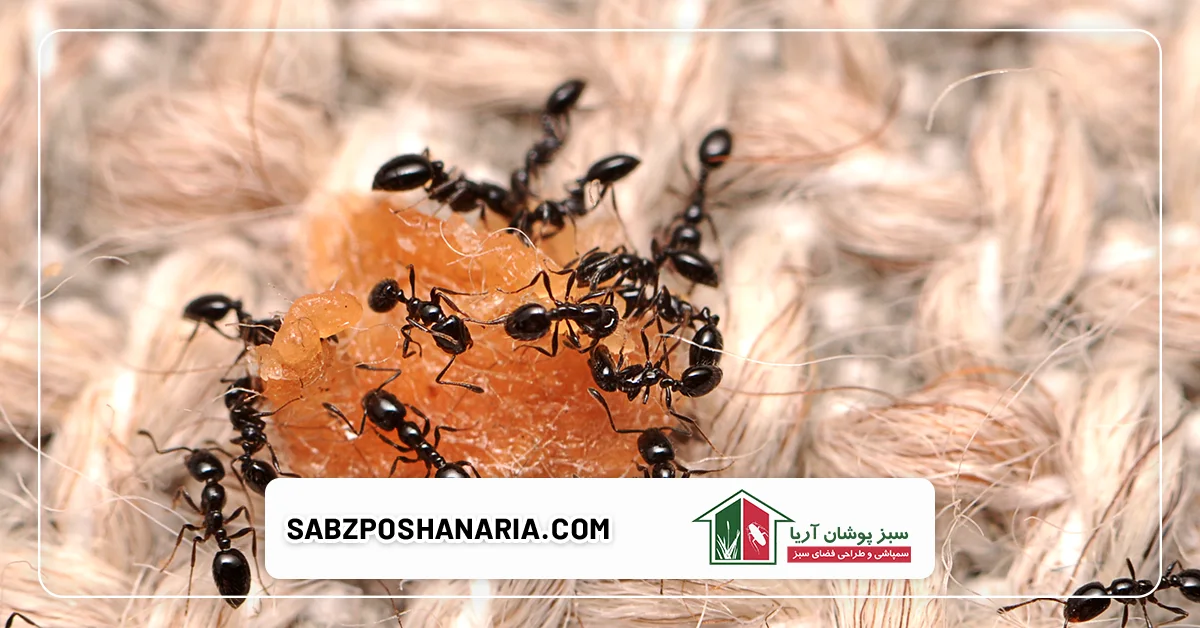 دلایل حضور حشرات در خانه