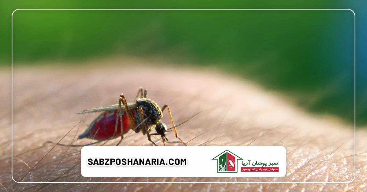 نقش گیاهان دفع کننده حشرات در خانه