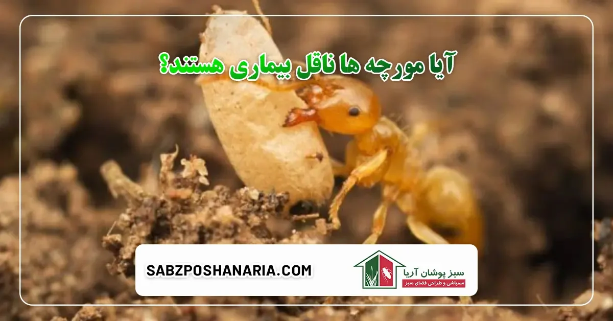 آیا مورچه ها ناقل بیماری هستند؟