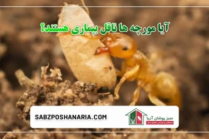 آیا مورچه ها ناقل بیماری هستند؟