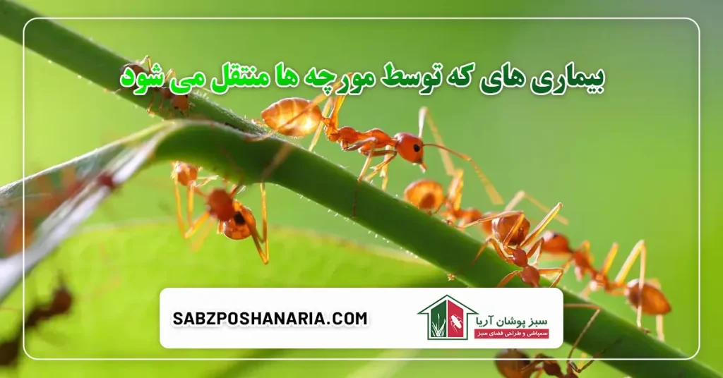 بیماری های که توسط مورچه ها منتقل می شود