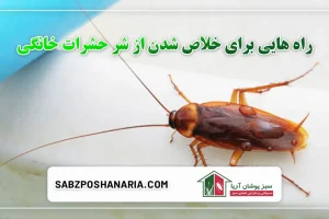 راه هایی برای خلاص شدن از شر حشرات خانگی