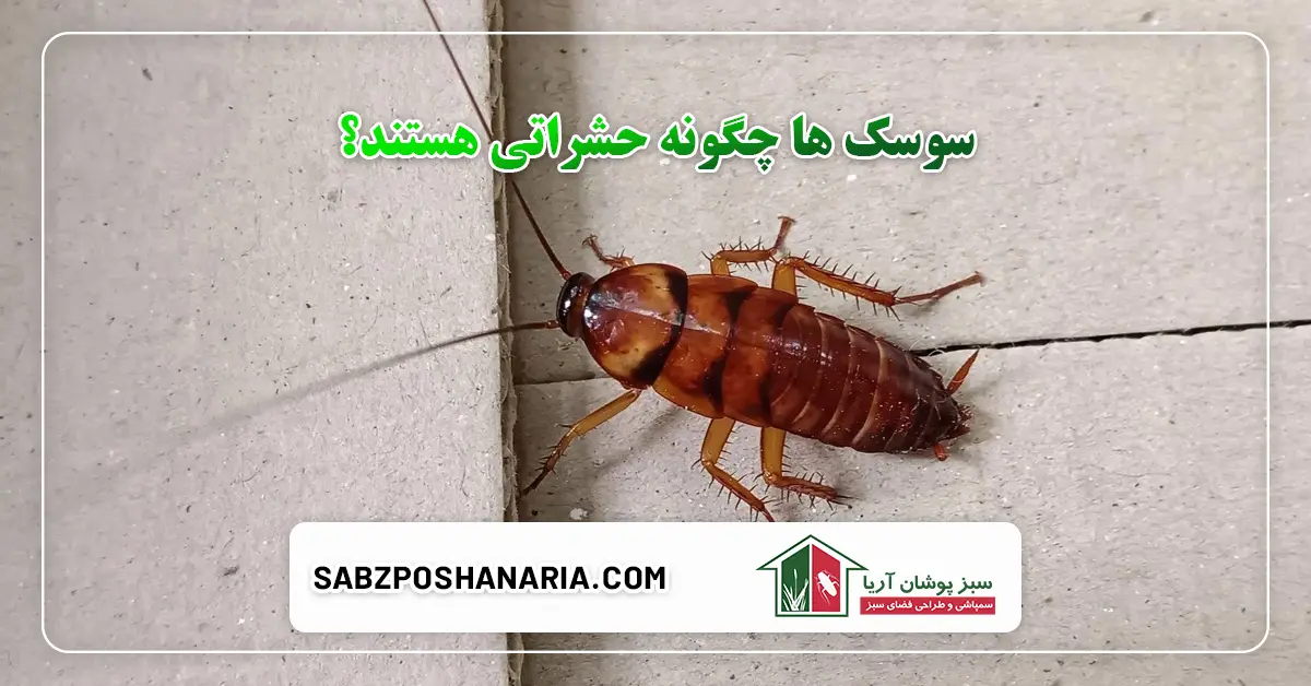 سوسک ها چگونه حشراتی هستند؟