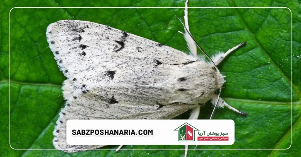 سمپاشی بید برای جلوگیری از ورود بید