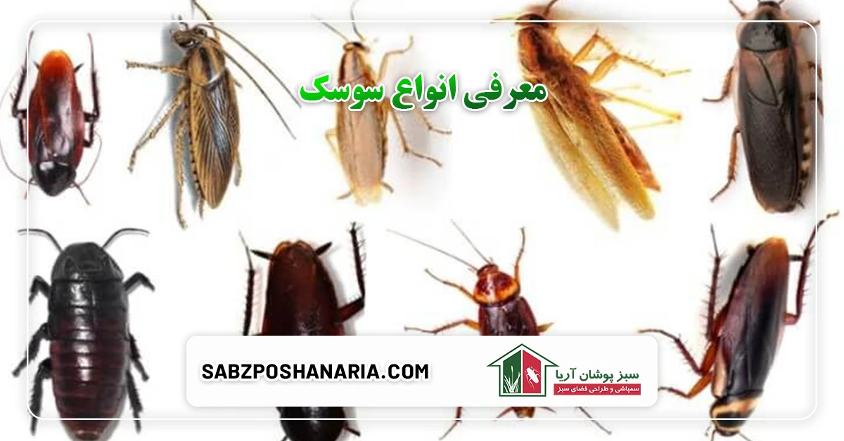 معرفی انواع سوسک