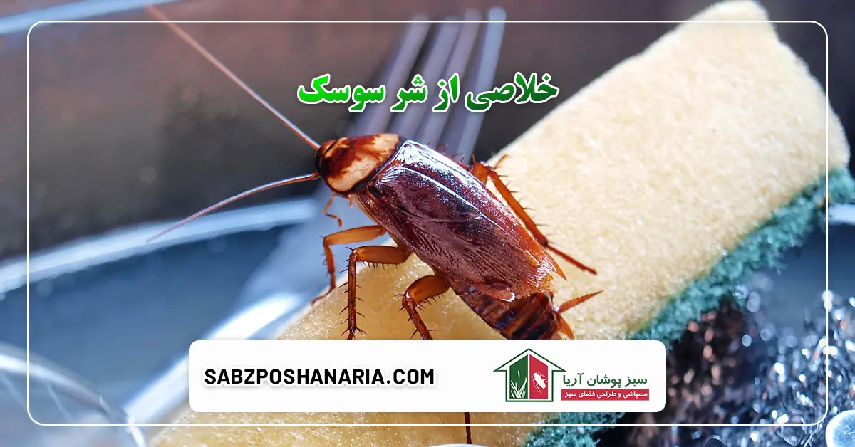 خلاصی از شر سوسک