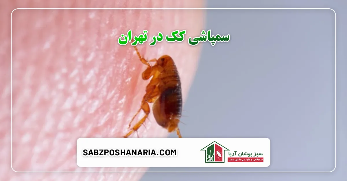 سمپاشی کک در تهران