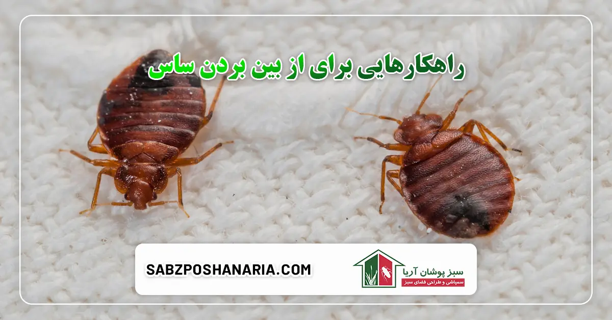 راهکارهایی برای از بین بردن ساس