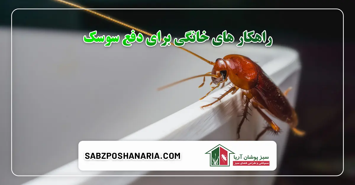 راهکار های خانگی برای دفع سوسک