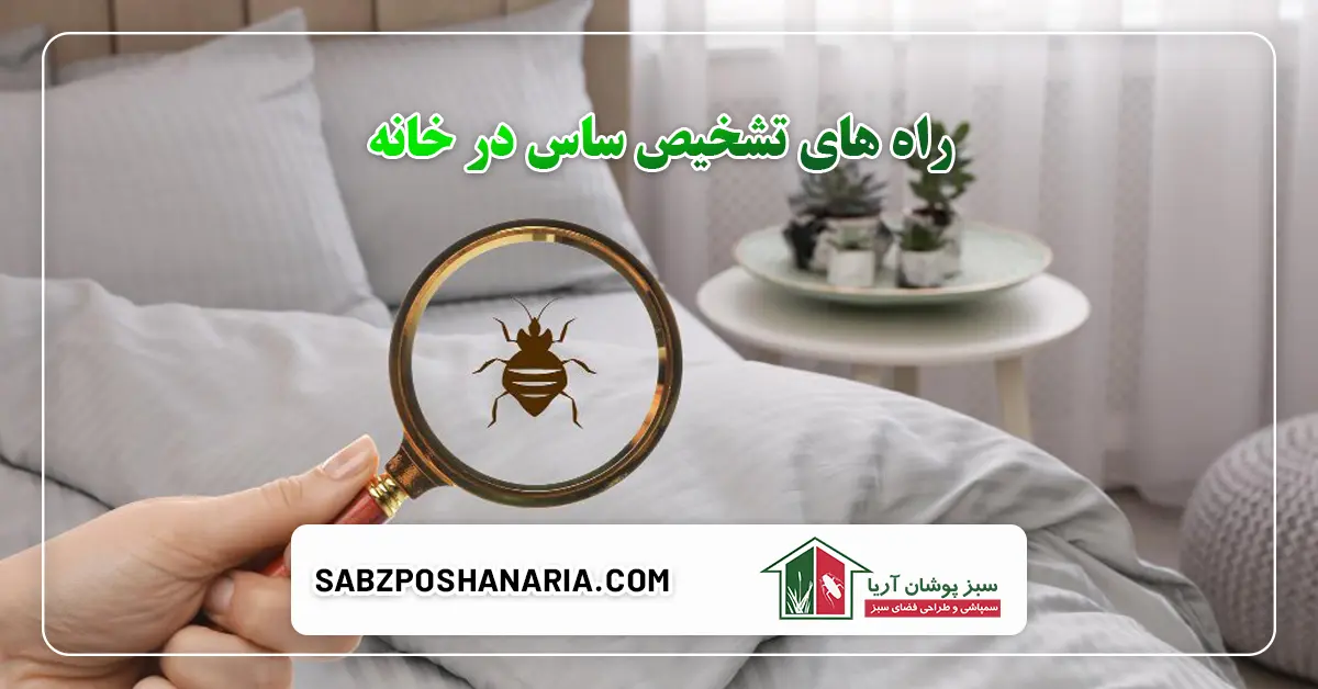 راه های تشخیص ساس در خانه