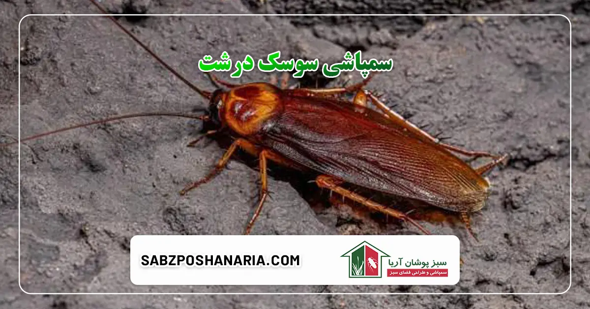 سمپاشی سوسک درشت