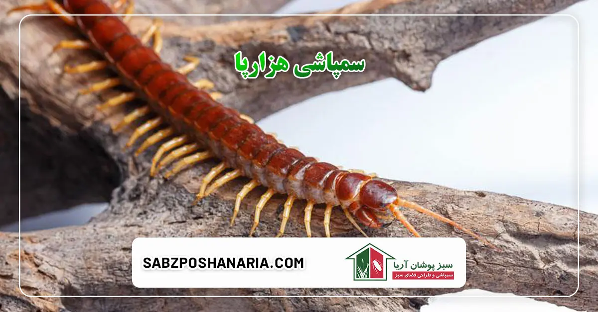 سمپاشی هزارپا