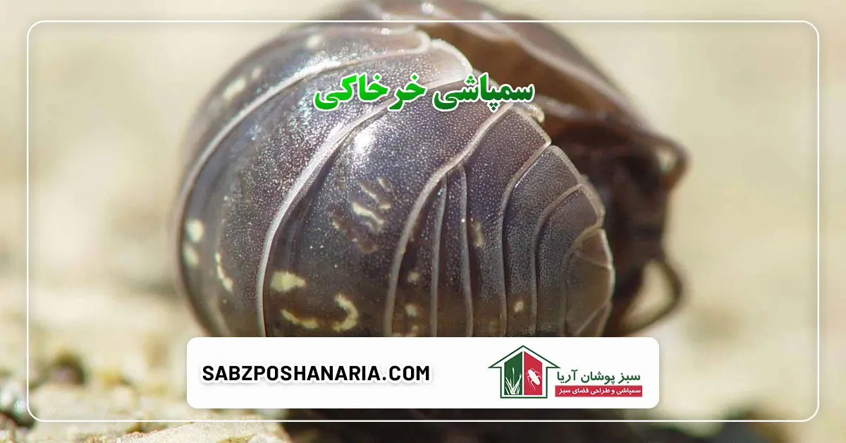 سمپاشی خرخاکی