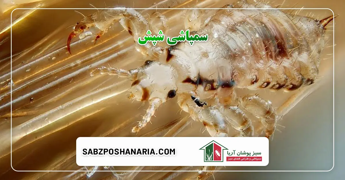 سمپاشی شپش