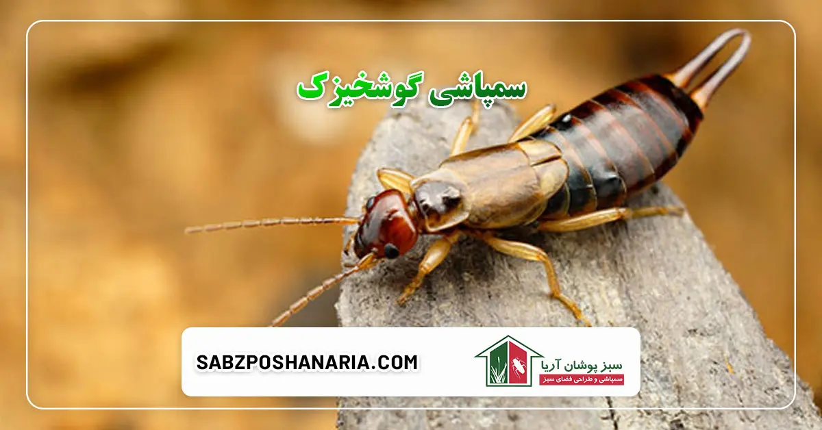 سمپاشی گوشخیزک