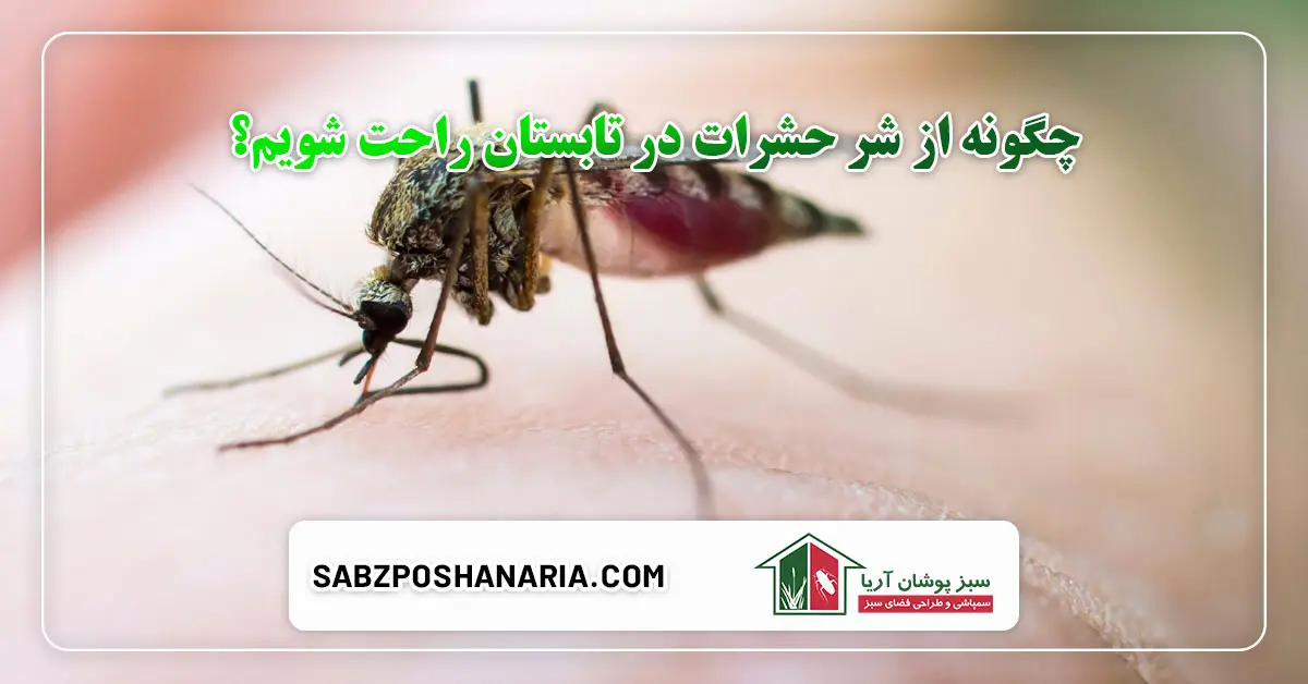 چگونه از شر حشرات در تابستان راحت شویم؟