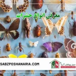 معرفی انواع حشرات